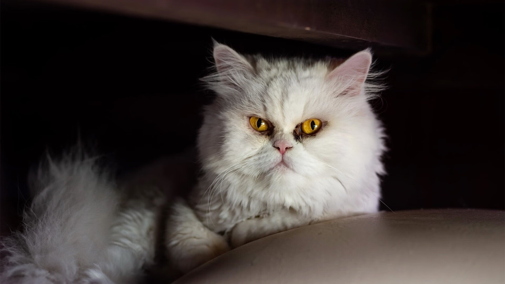 _超级运动酷跑：炫酷装备引领潮流_，超级酷跑!