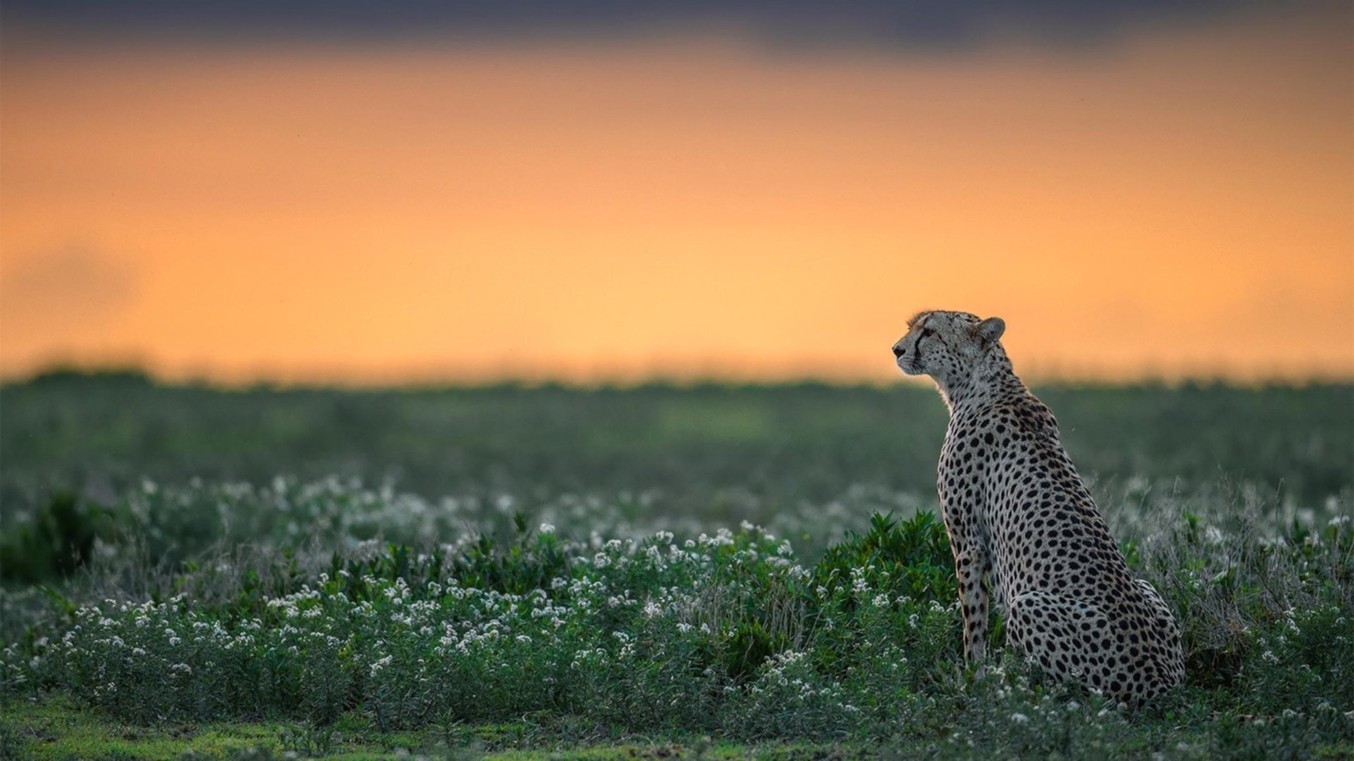 《巴黎人报》：荷兰女足在预选赛中与德国队激战，荷兰女足对巴西女足结果