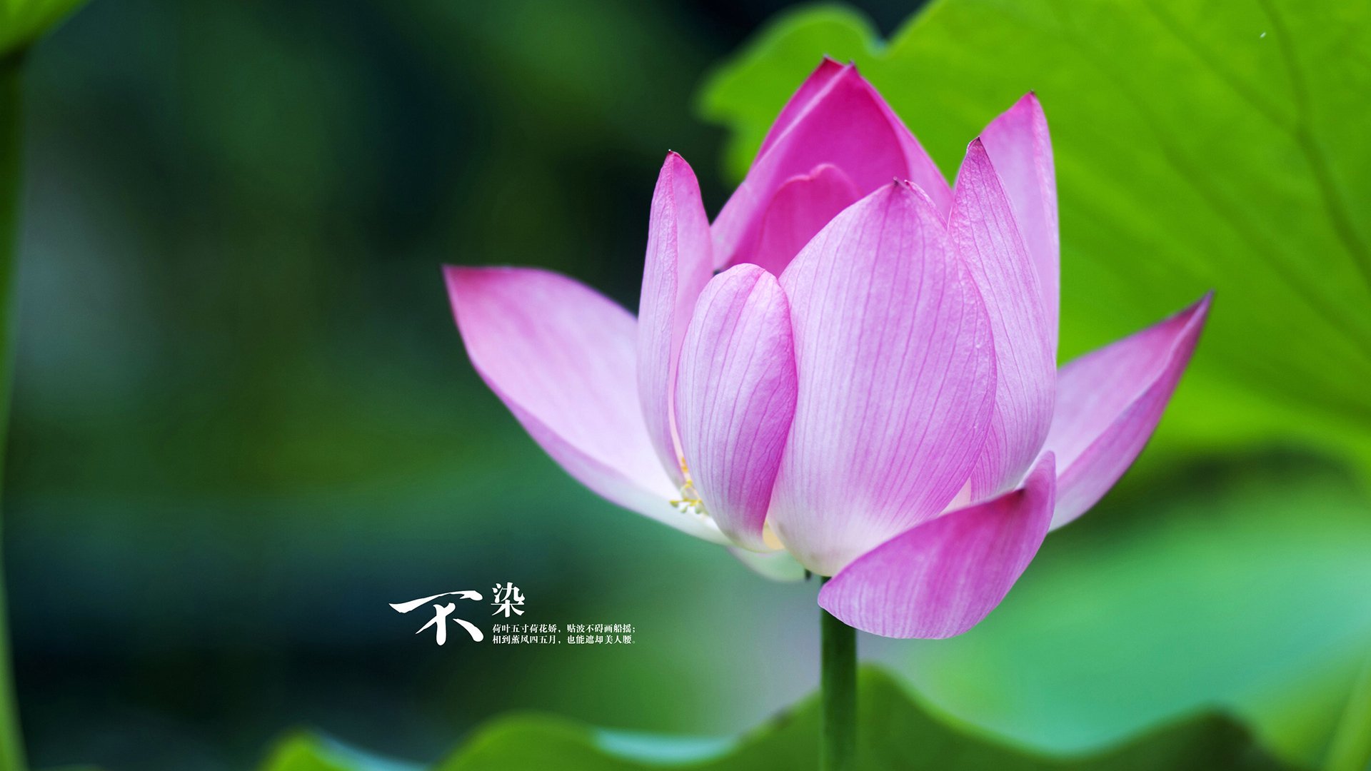 _雄鹿队字母哥状态火热，引领团队前行_，雄鹿字母哥fmvp