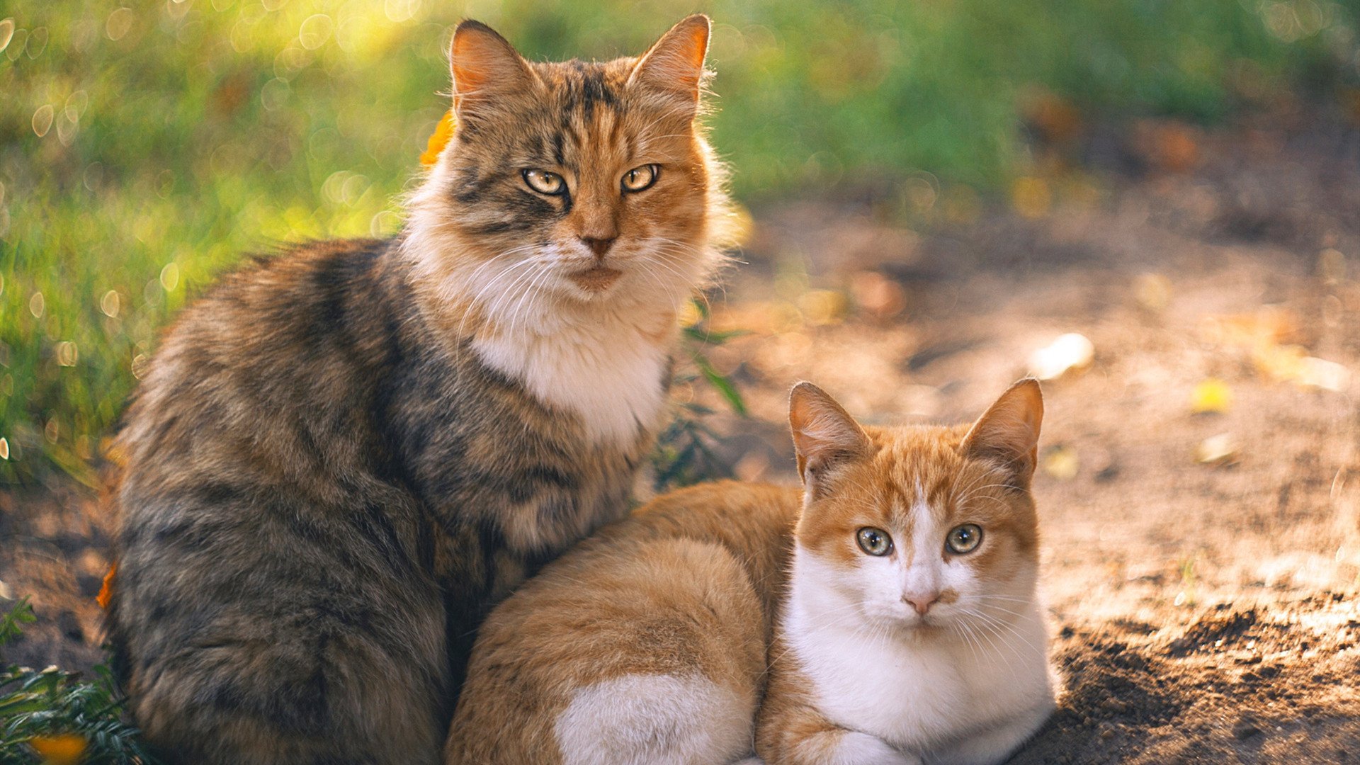 “基层足球基础设施不断完善,青少年足球热情高涨”,青少年足球训练指导思想