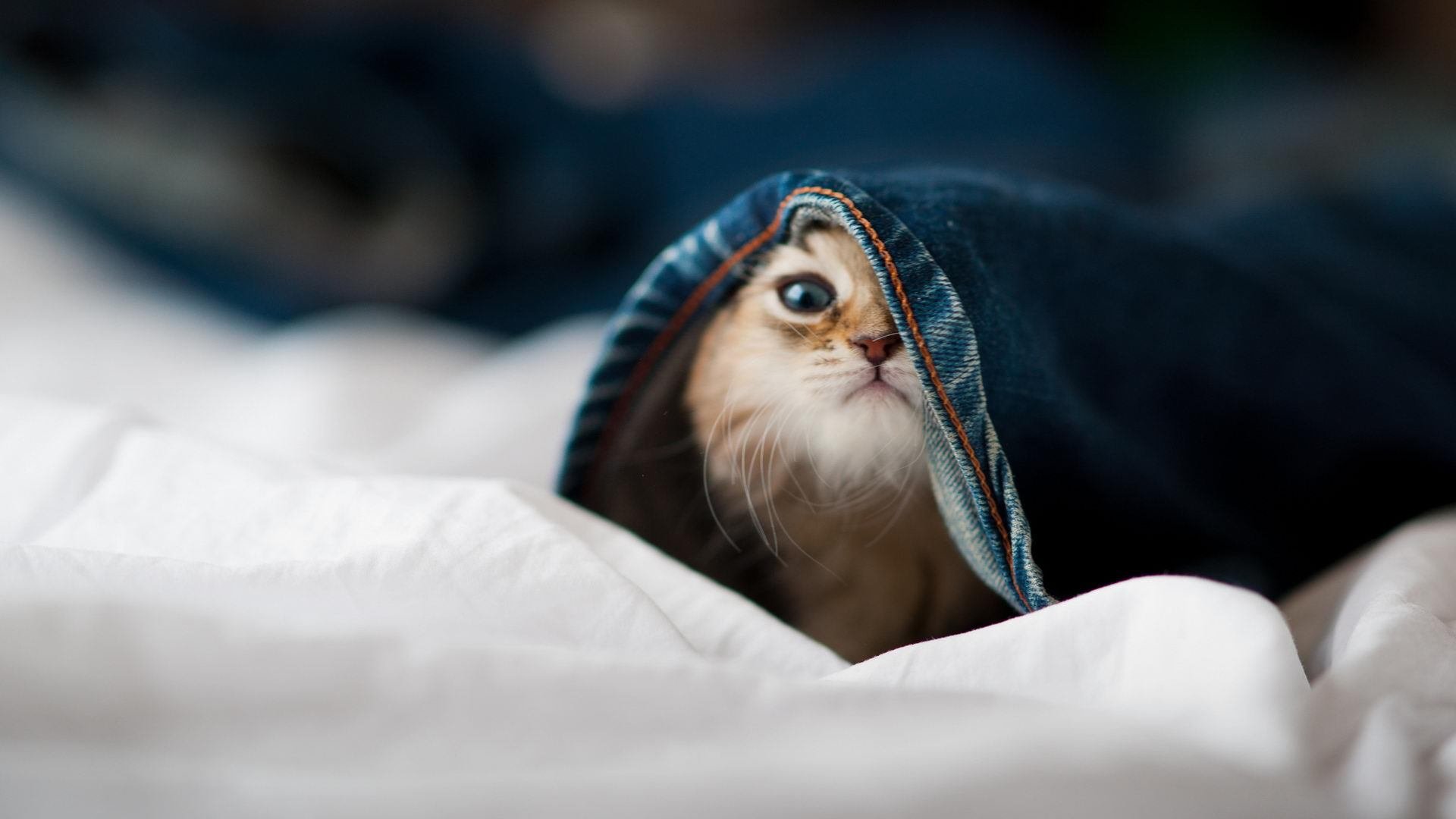 中国足球青训“走出去”，举办国际青少年足球交流赛，中国青少年足球发展计划领导办公室