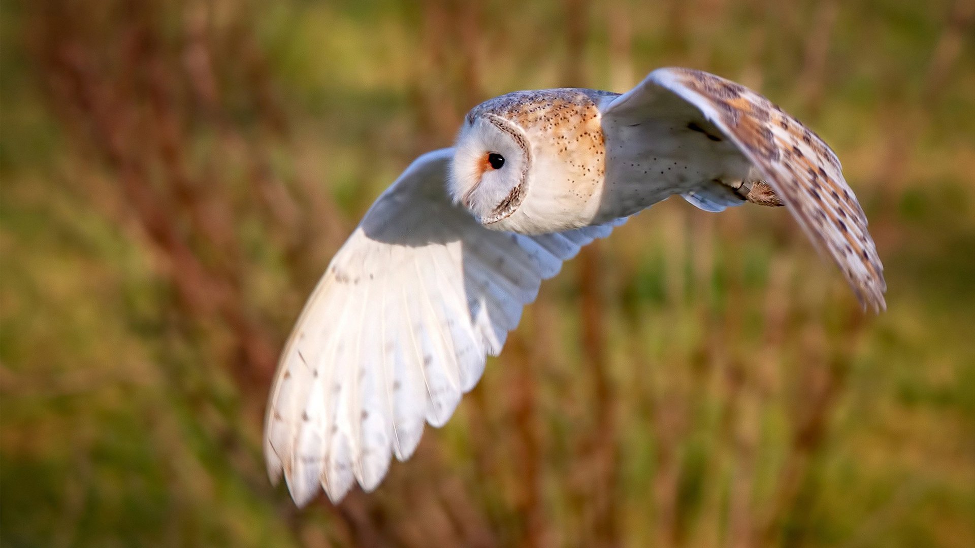 台球运动在海外的推广现状,台球国外