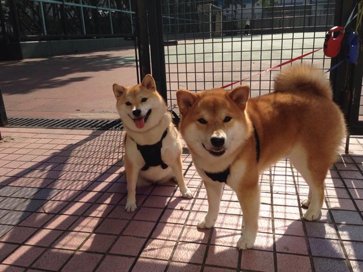 央视体育直播中国篮球联赛,覆盖面持续扩大,央视体育直播中国男篮